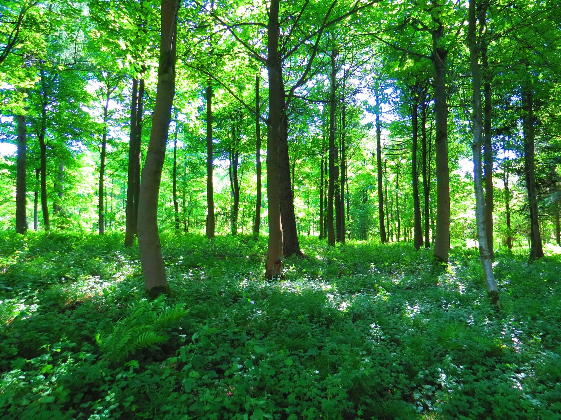 Green forest